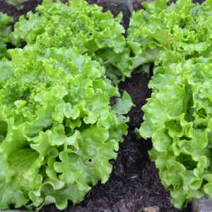  Salade 3